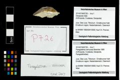 Foto (Objekt + Etikett) von Paragalathea verrucosa (Moericke 1889)  (NHMW-GEO-2014-0194-0726)